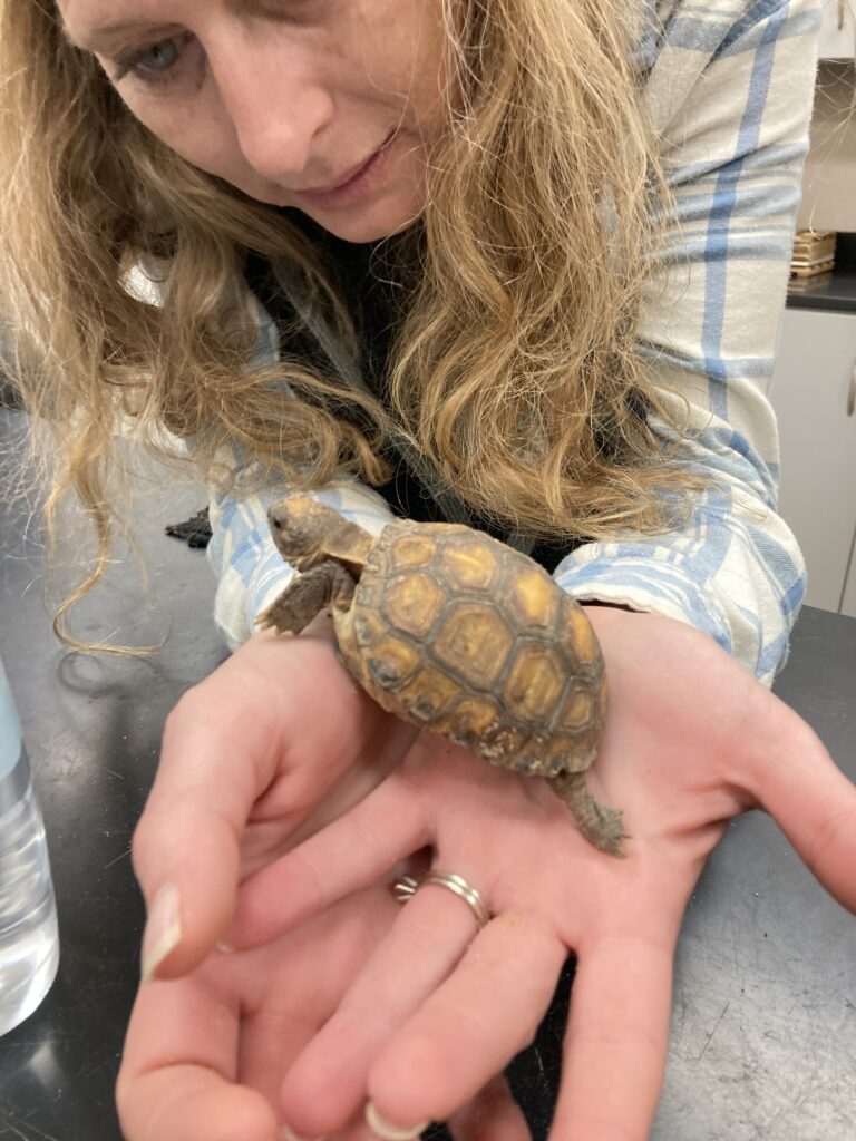 Girl blonde holding a small turtle