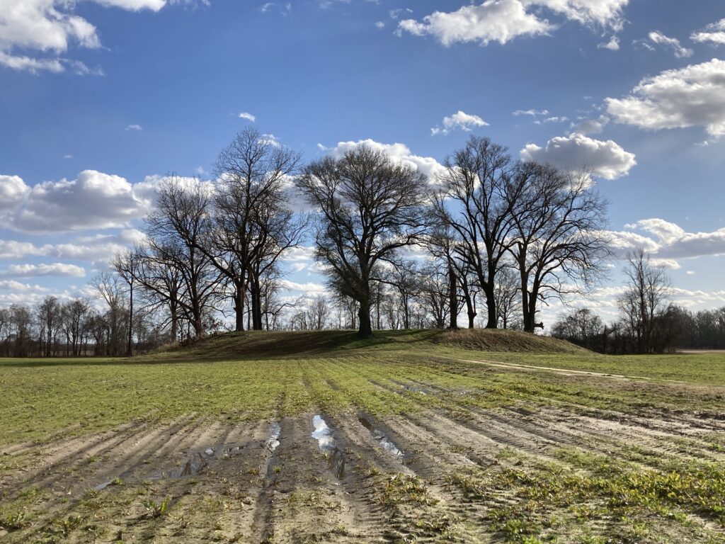 Silhouette of a tree in a sunny day