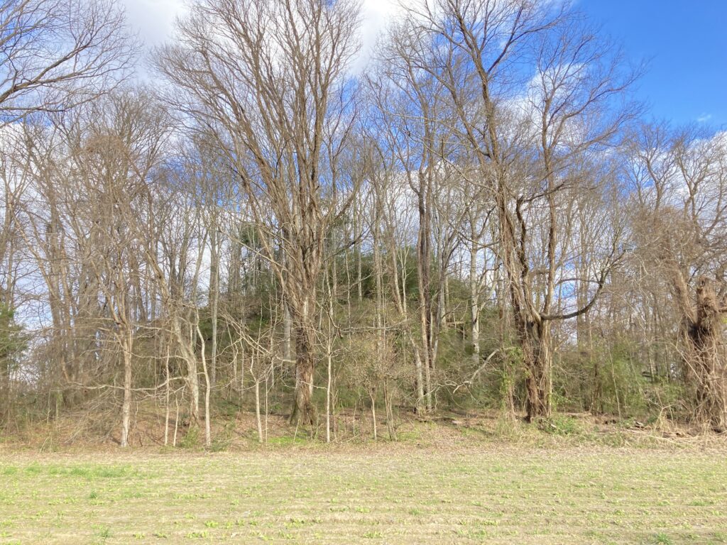 Photo of a tree with no leaves