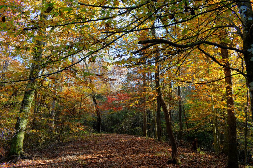 Photo of a forest in Missipi